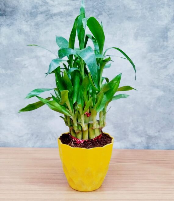 Nelesa Gardening Air Purifying Good Luck 2 Layer Lucky Bamboo Plant in Round Plastic Pot | Home Décor Plant | Can Use for Desktop | for Gifting | Lucky Plant | Good Luck Plant | Vastu Plant (Yellow) - Image 2