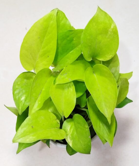 Nelesa Gardening Air Purifying Good Luck Golden Neon Money Plant in White Plastic Pot | Home Décor Plant | Can Use for Desktop I for Gifting I Lucky Plant I Good Luck I Vastu Plant - Image 6