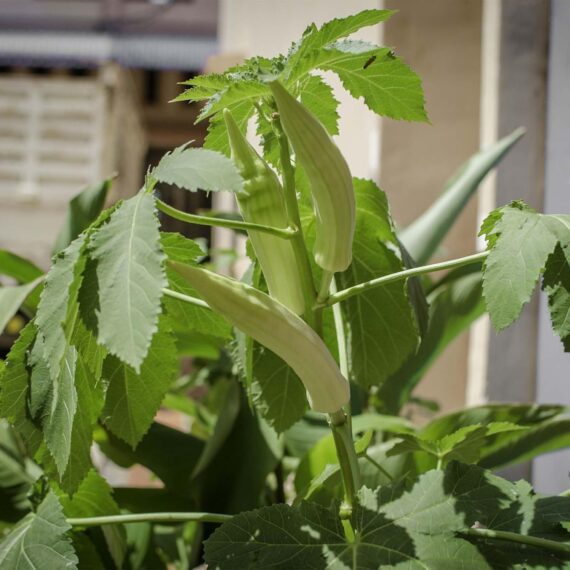 Nelesa Gardening Okra Ladies Finger Vendi Vindi Seed - Pack of 50 Seeds - Image 3