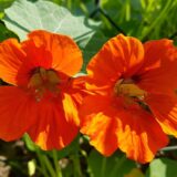 Nelesa GardeningNasturtium Jewel Mixture Flower Seeds 10 Seeds