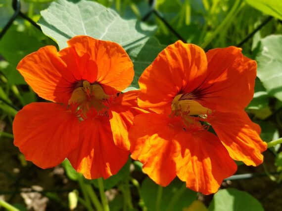 Nelesa GardeningNasturtium Jewel Mixture Flower Seeds 10 Seeds