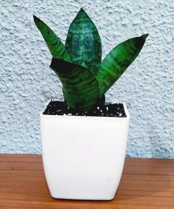 Nelesa Gardening Sansevieria Green Air Purifier Plant Dwarf Green Snake Plant in White Fiber Pot - Image 2