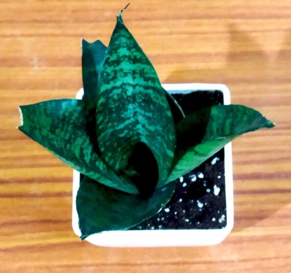 Nelesa Gardening Sansevieria Green Air Purifier Plant Dwarf Green Snake Plant in White Fiber Pot - Image 5