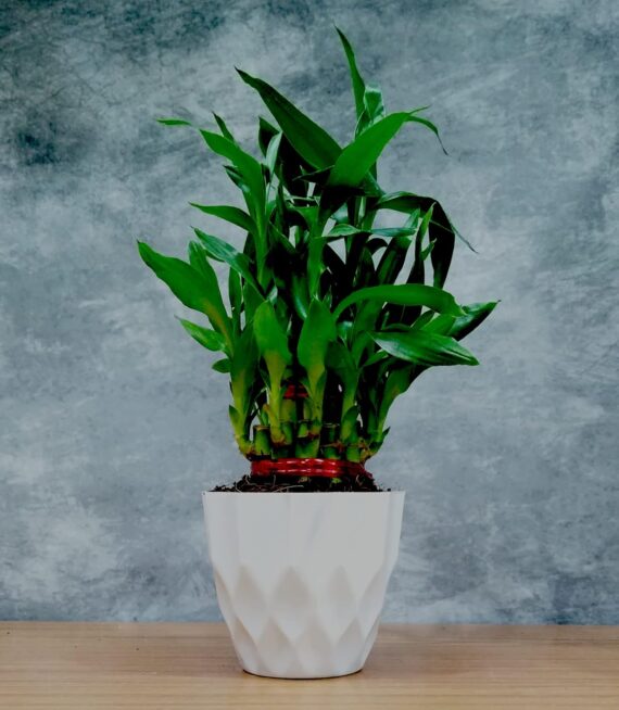 Nelesa Gardening Air Purifying Good Luck 2 Layer Lucky Bamboo Plant in Round Plastic Pot | Home Décor Plant | Can Use for Desktop | for Gifting | Lucky Plant | Good Luck Plant | Vastu Plant (White) - Image 4