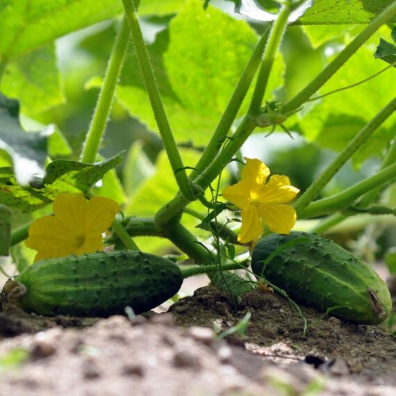 Nelesa Gardening Cucumber Kakdi Seeds 50 Seeds - Image 2