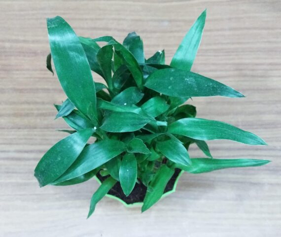 Nelesa Gardening Air Purifying Good Luck 2 Layer Lucky Bamboo Plant in Round Plastic Pot | Home Décor Plant | Can Use for Desktop | for Gifting | Lucky Plant | Good Luck Plant | Vastu Plant (Green) - Image 5