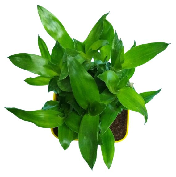 Nelesa Gardening Good Luck 2 Layer Lucky Bamboo Plant in Yellow Plastic Pot, Air Purifying Plant, Home Décor Plant, Can Use for Desktop, Excellent for Gifting, Lucky Plant, Vastu Plant - Image 4