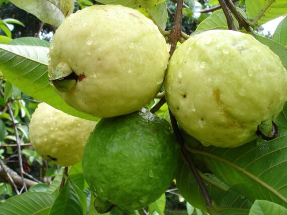 Nelesa Gardening Green Guava Seeds 20 Seeds