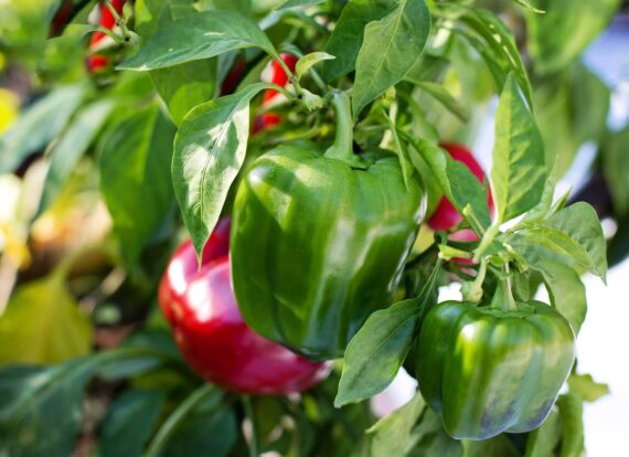 Nelesa Gardening Sweet Red Bell Pepper Capsicum Vegetable Seeds - 15 Seeds Pack, High-Yield Non-GMO Organic Seeds for Home & Kitchen Gardening, Easy to Grow, Ideal for Indoor & Outdoor Gardens - Image 3