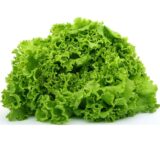 Nelesa Gardening Green Lettuce Vegetable Seed - 50 Seeds Pack