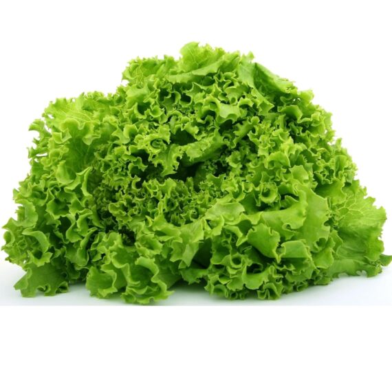 Nelesa Gardening Green Lettuce Vegetable Seed - 50 Seeds Pack