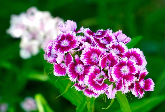 Nelesa Gardening Dianthus Mix Colour Flower Seeds | Sweet William Dianthus barbatus - 50 Mixed Colour Seeds for Beautiful, Fragrant Garden Blooms | Easy-to-Grow, Hardy Perennial Flowers - Image 4