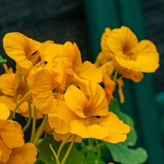 Nelesa Gardening Dwarf Nasturtium Seeds, Jewel Mixture Flower Seed - Pack of 10 Seeds - Image 3