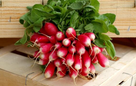 Nelesa Gardening Red Radish Lal Mooli Vegetable Seed - Pack of 50 seeds