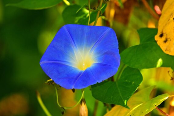 Nelesa Gardening Heavenly Blue Morning Glory Imopea Flower Seeds 15 Seeds - Image 6