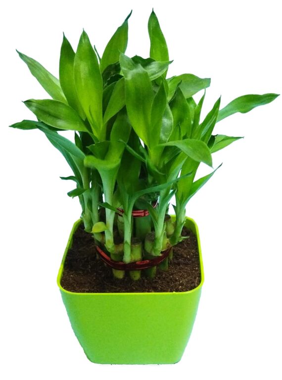 Nelesa Gardening Good Luck 2 Layer Lucky Bamboo Plant in Light Green Plastic Pot, Air Purifying Plant, Home Décor Plant, Can Use for Desktop, for Gifting, Lucky Plant, Good Luck, Vastu Plant - Image 2