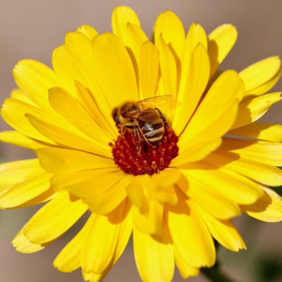 Fancy Mix Marigold Flower Seeds 50 Seeds - Image 4