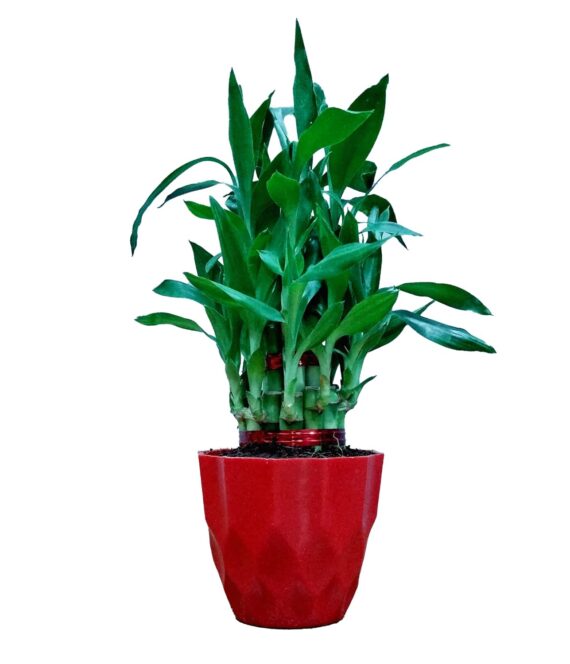 Nelesa Gardening Air Purifying Good Luck 2 Layer Lucky Bamboo Plant in Round Plastic Pot | Home Décor Plant | Can Use for Desktop | for Gifting | Lucky Plant | Good Luck Plant | Vastu Plant (Red)