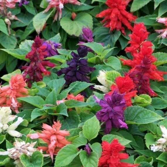 Nelesa Gardening Salvia Scarlet Sage Multicolour Salvia officinalis Flower Seed - 50 Seeds Pack - Image 5