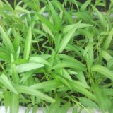 Nelesa Gardening Water Spinach Seeds kangkong seeds100 Seeds