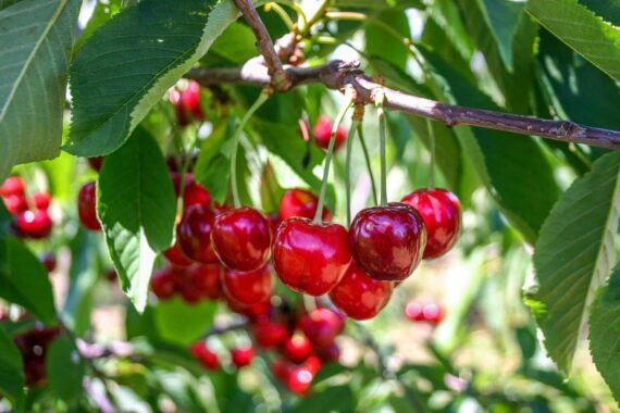 Nelesa Gardening Live Sweet and Sour Barbados Cherry Fruit Plant Grafted - Image 3