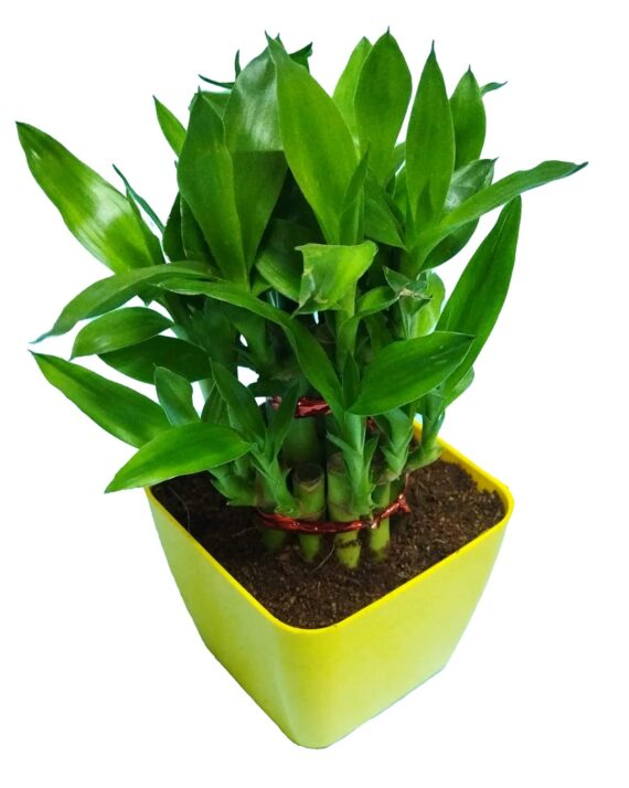 Nelesa Gardening Good Luck 2 Layer Lucky Bamboo Plant in Yellow Plastic Pot, Air Purifying Plant, Home Décor Plant, Can Use for Desktop, Excellent for Gifting, Lucky Plant, Vastu Plant - Image 3