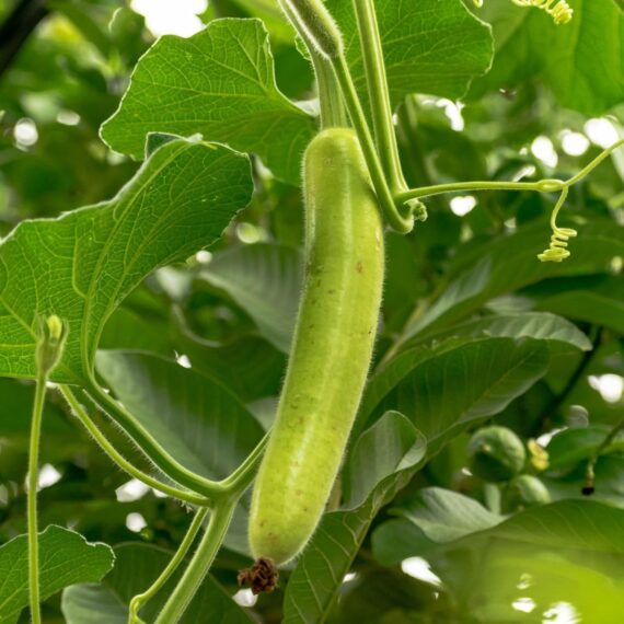Nelesa Gardening Long Bottle Gourd Seed Lauki Lau Calabash Vegetable Seed - 25 Seeds Pack - Image 5