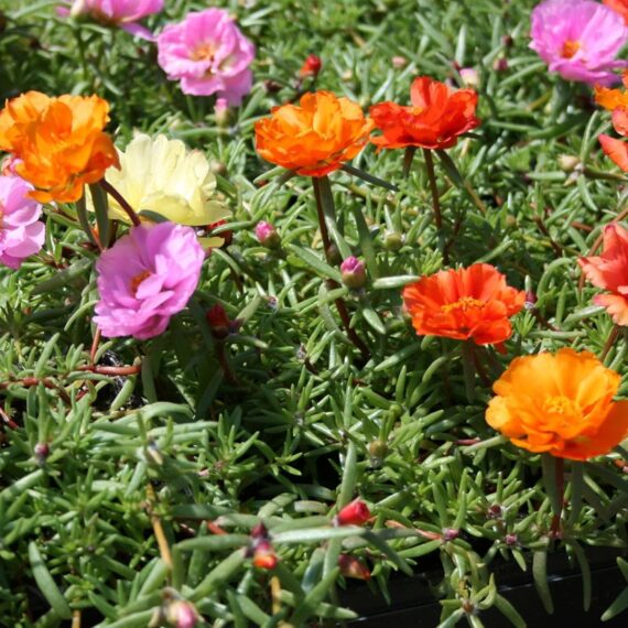 Nelesa Gardening Portulaca Purslane Moss Rose Portulaca Grandiflora Flower Seed - Pack of 50 seeds - Image 2