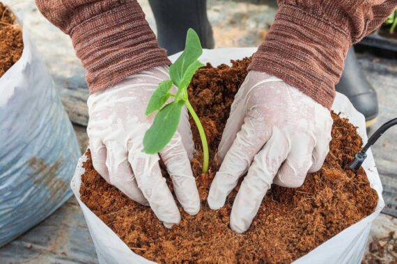 Nelesa Gardening Cocopeat Block for Plants – 100% Organic Coco Peat for Germination, Hydroponics, Potting Mix & Soil Conditioning | Nutrient-Rich Growing Medium | Ready to Sow Plants and Seeds - Image 2