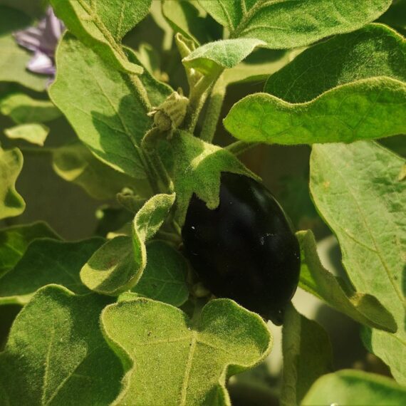 Brinjal Black Beauty Eggpalnt Vegetable Seeds 100 Seeds - Image 2