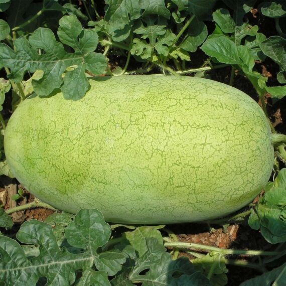 Nelesa Gardening Ash Wax Gourd Petha Seed - 30 Seeds Pack - Image 5