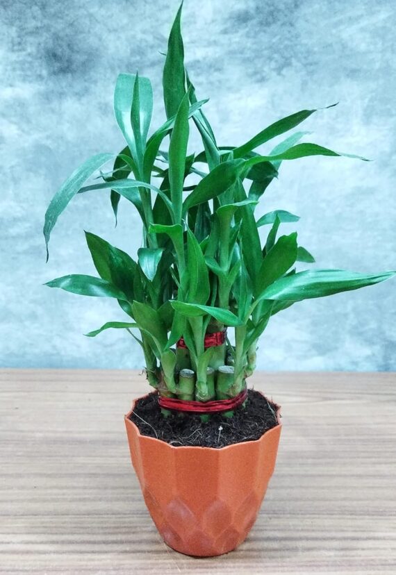 Nelesa Gardening Air Purifying Good Luck 2 Layer Lucky Bamboo Plant in Round Plastic Pot | Home Décor Plant | Can Use for Desktop | for Gifting | Lucky Plant | Good Luck Plant | Vastu Plant (Orange) - Image 6