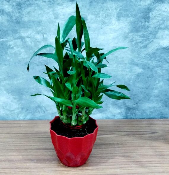 Nelesa Gardening Air Purifying Good Luck 2 Layer Lucky Bamboo Plant in Round Plastic Pot | Home Décor Plant | Can Use for Desktop | for Gifting | Lucky Plant | Good Luck Plant | Vastu Plant (Red) - Image 3