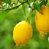 Nelesa Gardening Live Gandharaj Lemon Aromatic Fruit Plant