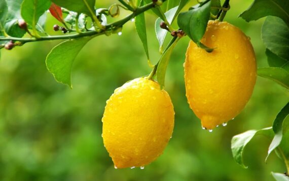 Nelesa Gardening Live Gandharaj Lemon Aromatic Fruit Plant