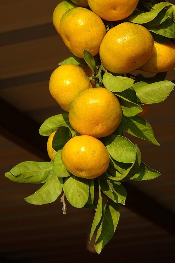 Nelesa Gardening Live Orange Plant Decorative Grafted Hybrid Orange Plant in Pot - Image 2