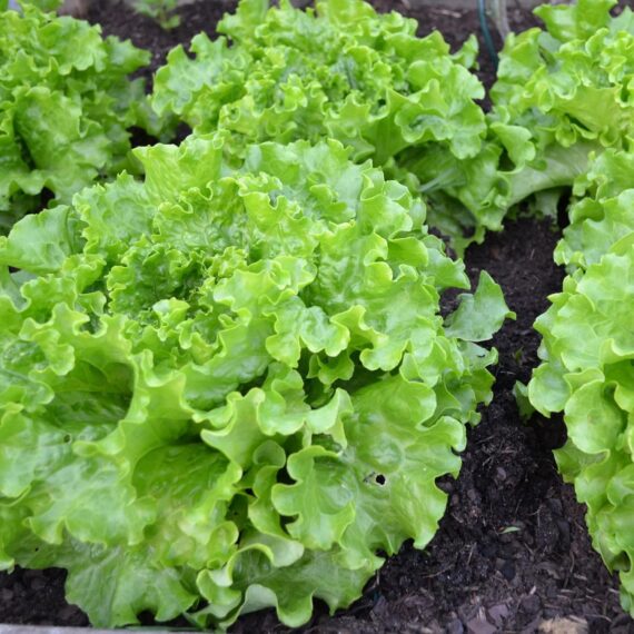 Nelesa Gardening Green Lettuce Vegetable Seed - 50 Seeds Pack - Image 2