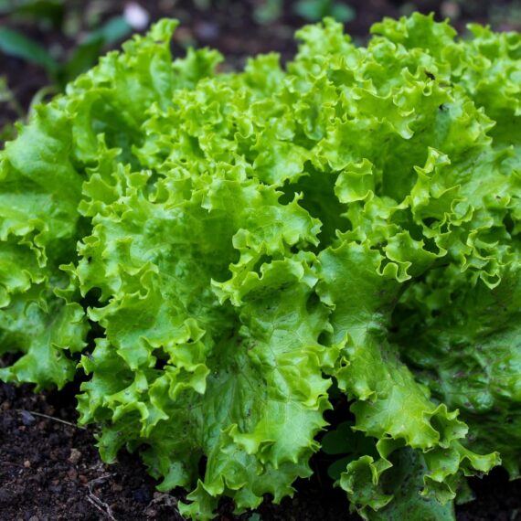 Nelesa Gardening Green Lettuce Vegetable Seed - 50 Seeds Pack - Image 3