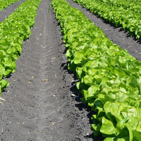 Nelesa Gardening Green Lettuce Vegetable Seed - 50 Seeds Pack - Image 5