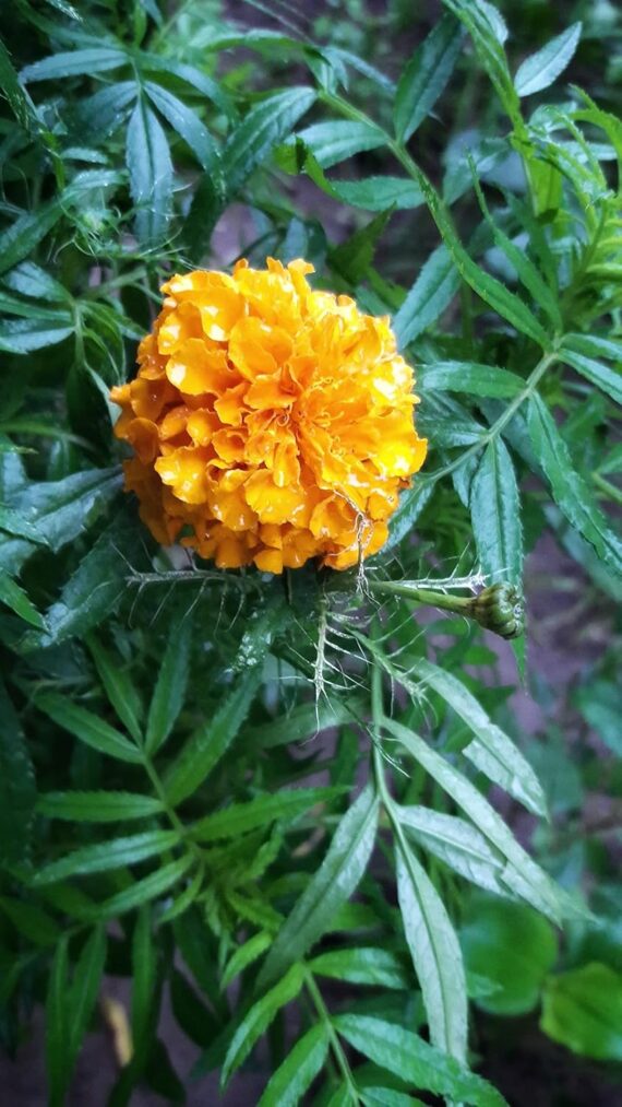 Nelesa Gardening African Marigold Flower Seeds Mix Colour 50 Seeds Pack - Image 6