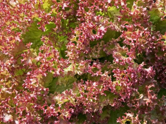 Nelesa Gardening Red Lettuce Seeds - Lactuca sativa Vegetable Seeds