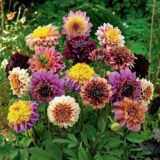 Nelesa Gardening Dahlias Mixed Colour 50 Seeds