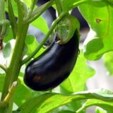 Nelesa Gardening Brinjal Black Big Eggplant Seeds 50 seeds