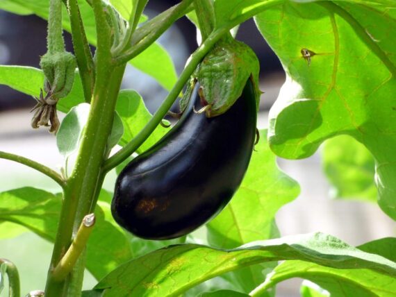 Nelesa Gardening Brinjal Black Big Eggplant Seeds 50 seeds