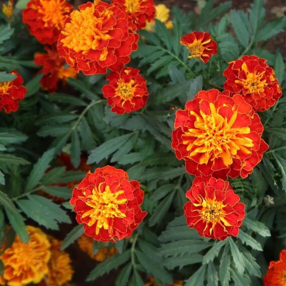 Nelesa Gardening French Marigold Flower Seed - 25 Seeds Pack - Image 4