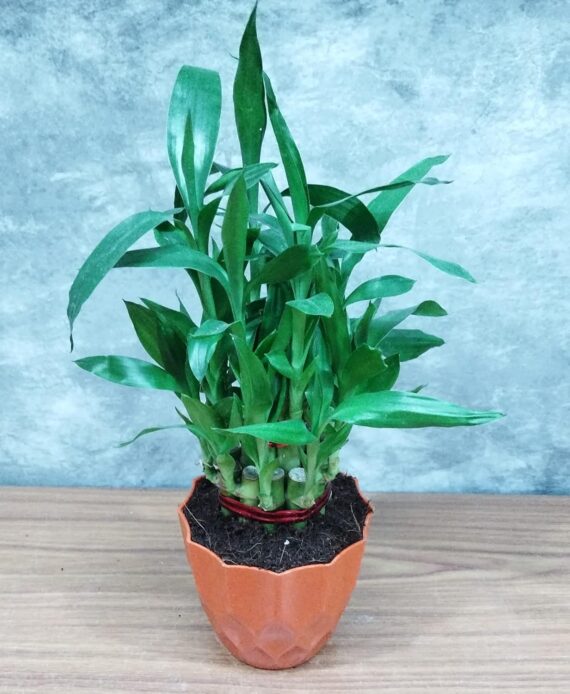Nelesa Gardening Air Purifying Good Luck 2 Layer Lucky Bamboo Plant in Round Plastic Pot | Home Décor Plant | Can Use for Desktop | for Gifting | Lucky Plant | Good Luck Plant | Vastu Plant (Orange) - Image 3