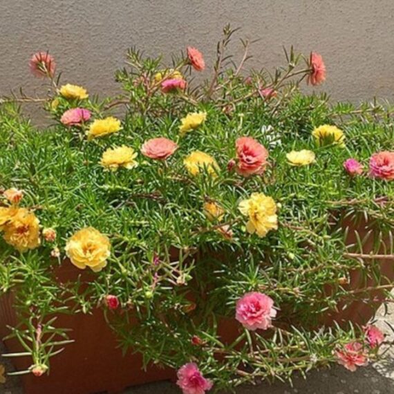 Nelesa Gardening Portulaca Purslane Moss Rose Portulaca Grandiflora Flower Seed - Pack of 50 seeds - Image 3