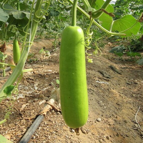Nelesa Gardening Long Bottle Gourd Seed Lauki Lau Calabash Vegetable Seed - 25 Seeds Pack - Image 2