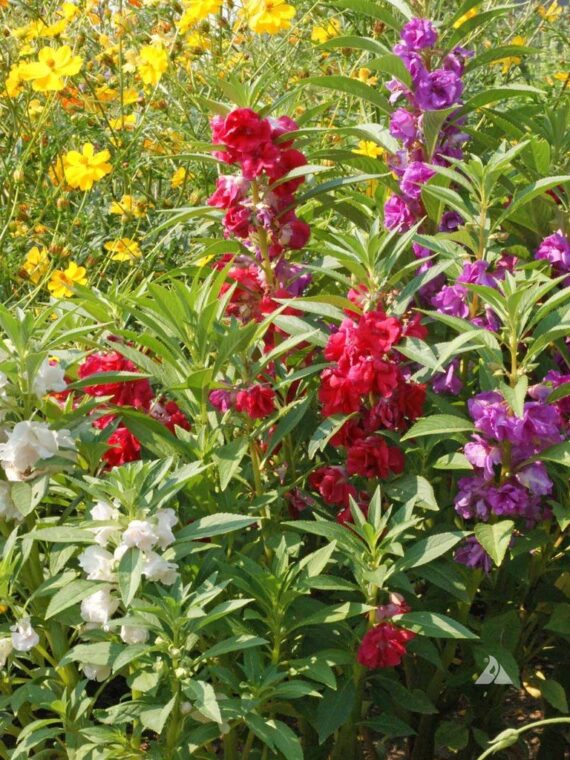 Nelesa Gardening Balsam Dwarf Multicolour Double Petal Mixed Flower Seed - Pack 50 seeds