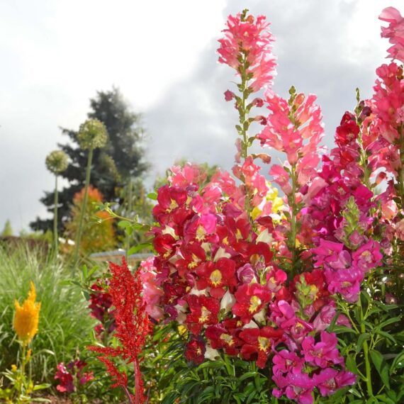 Nelesa Gardening Antirrhinum Snapdragon Flower Seeds Multicolour – 100 Seeds Pack | Vibrant Garden Blooms | Easy-to-Grow Flower Seed for Home Garden - Image 6